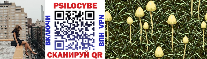 как найти закладки  Полтавская  Псилоцибиновые грибы Psilocybine cubensis 